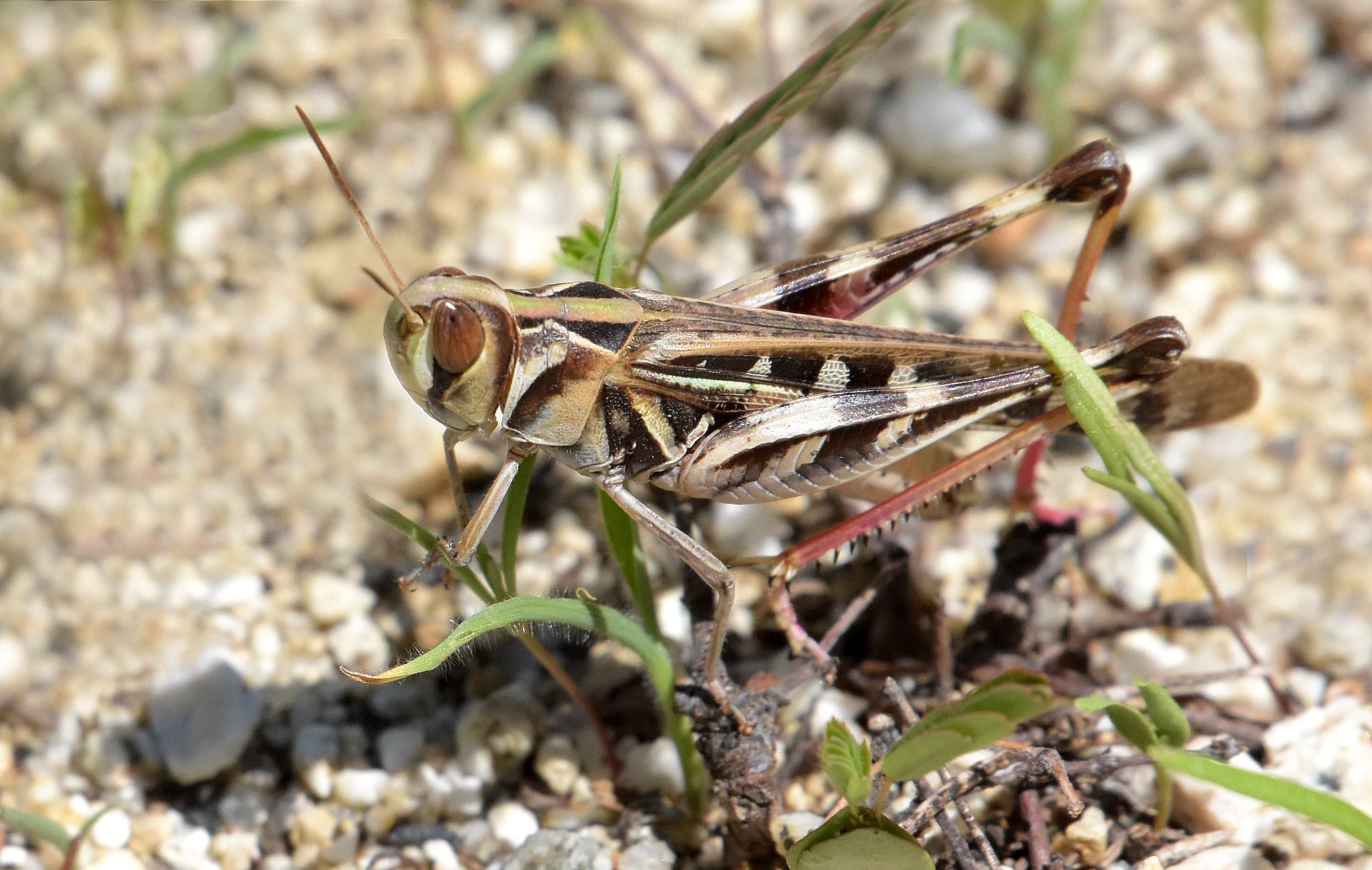 Rhammatocerus