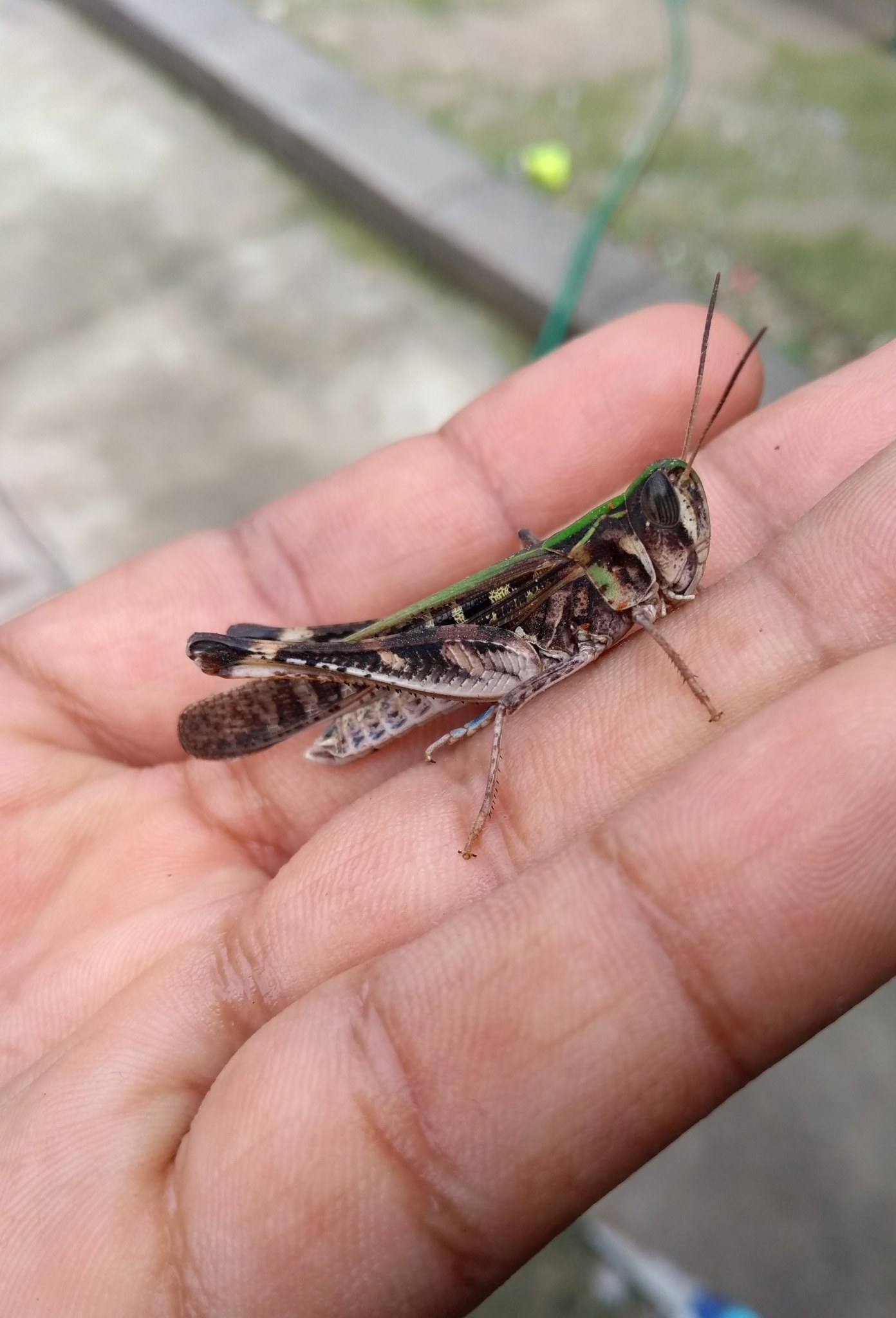 Rhammatocerus