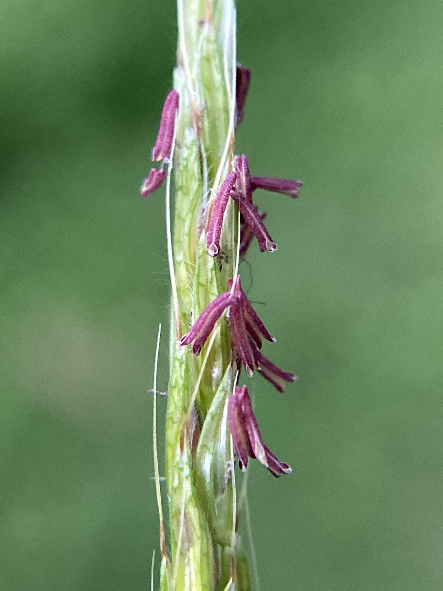 Microstegium vimineum