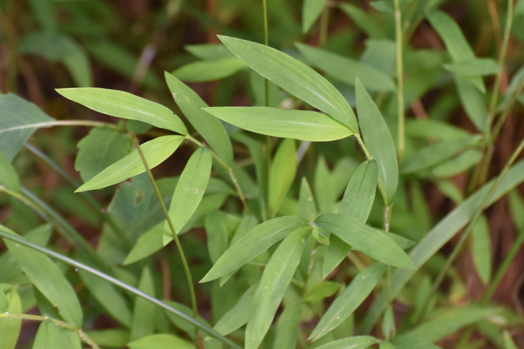 Microstegium vimineum