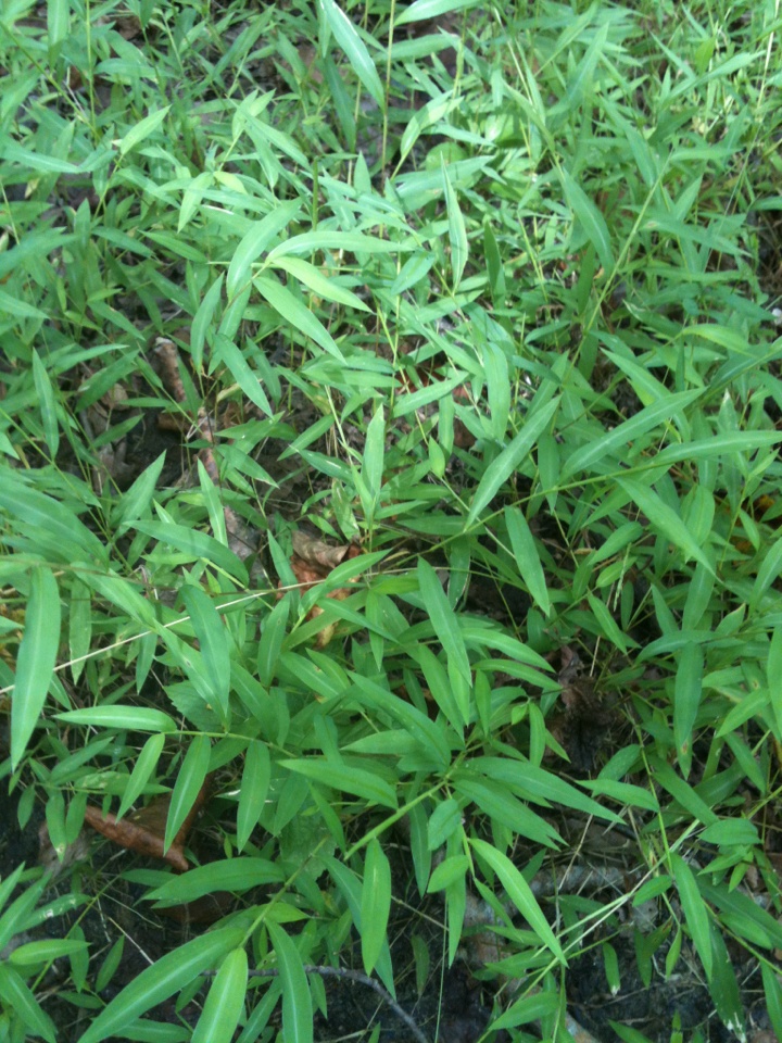 Microstegium vimineum