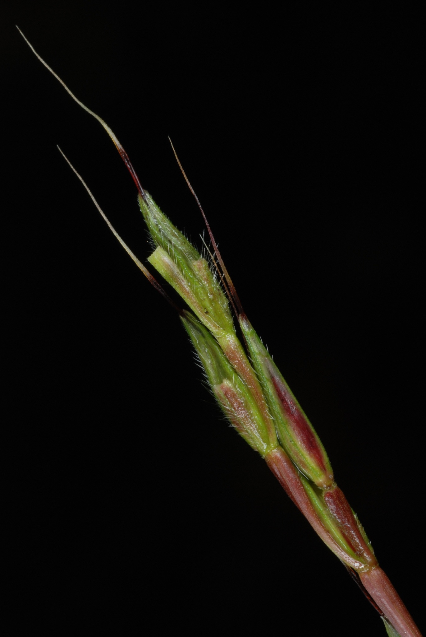Microstegium vimineum