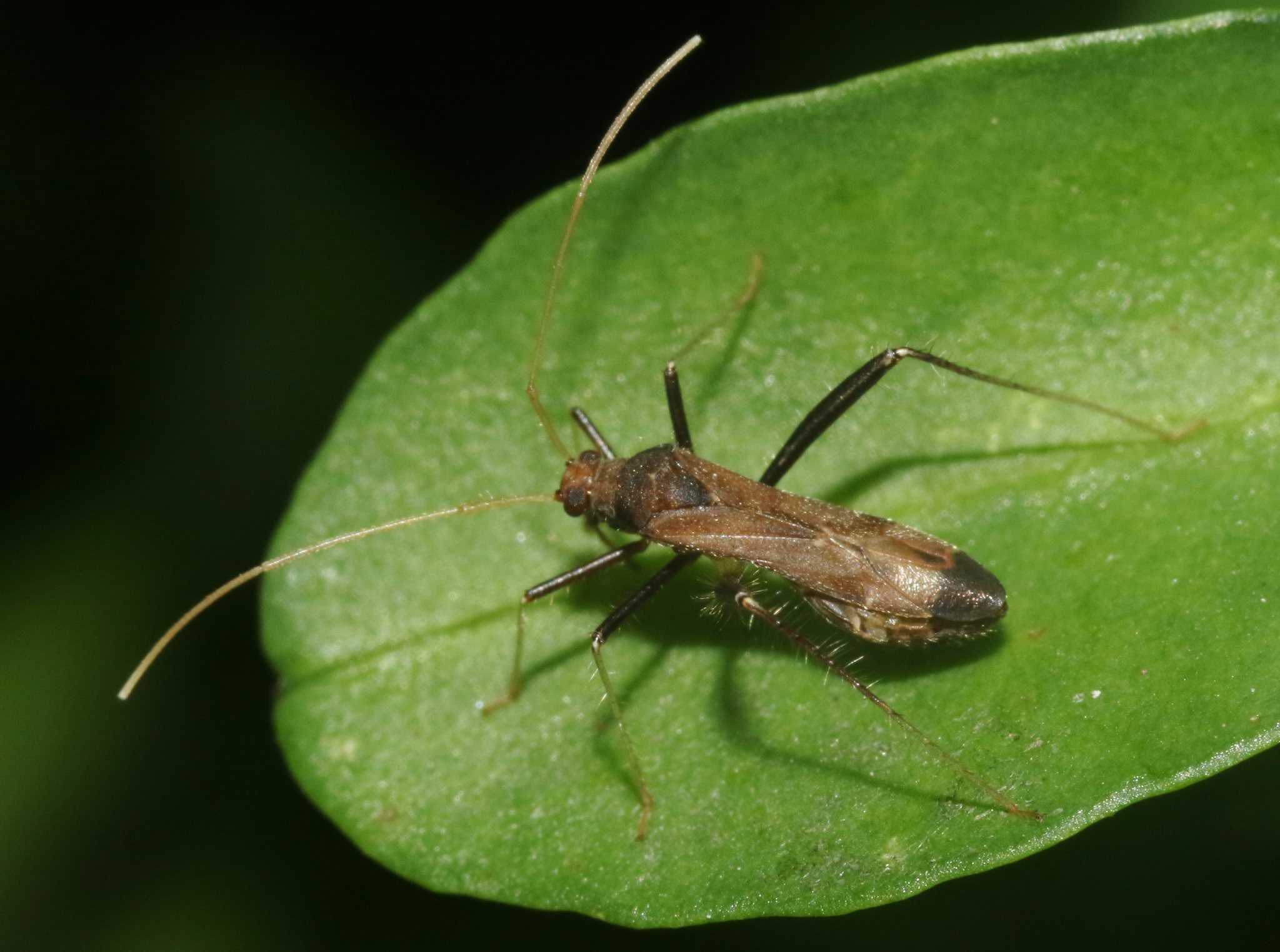Paraxenetus