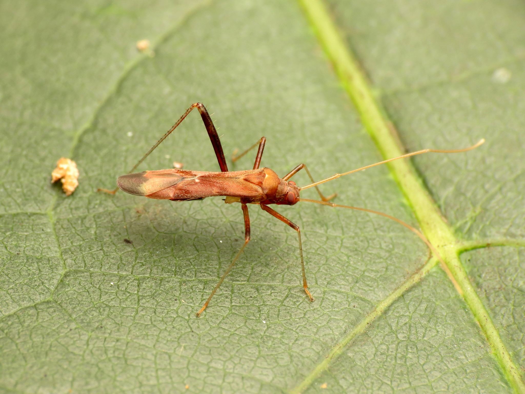 Paraxenetus
