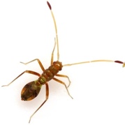 Paraxenetus