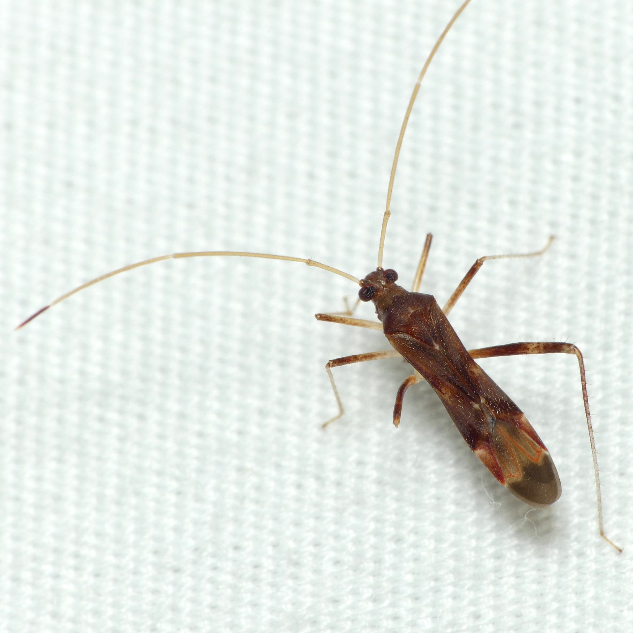 Paraxenetus
