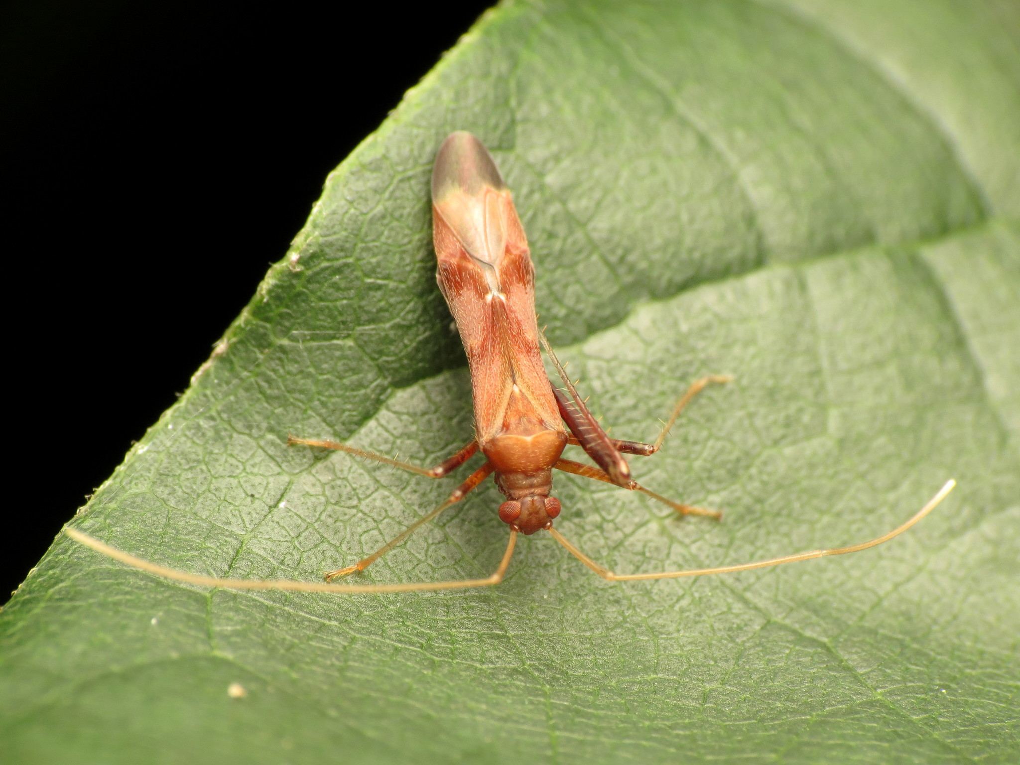 Paraxenetus