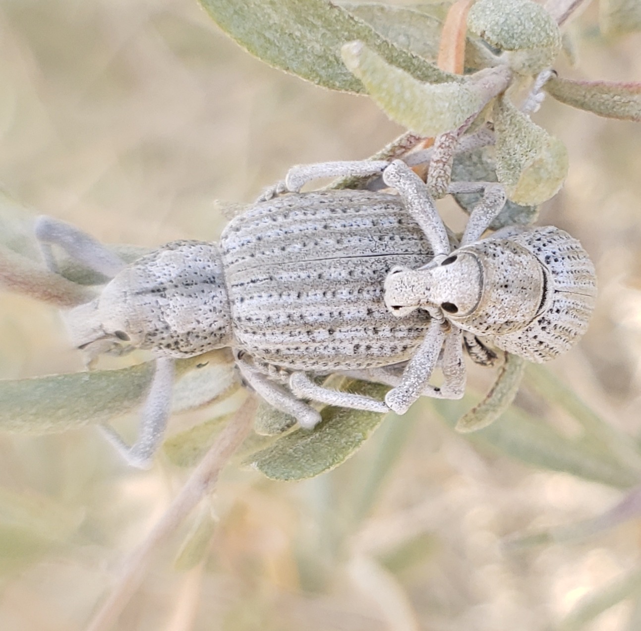 Ophryastes