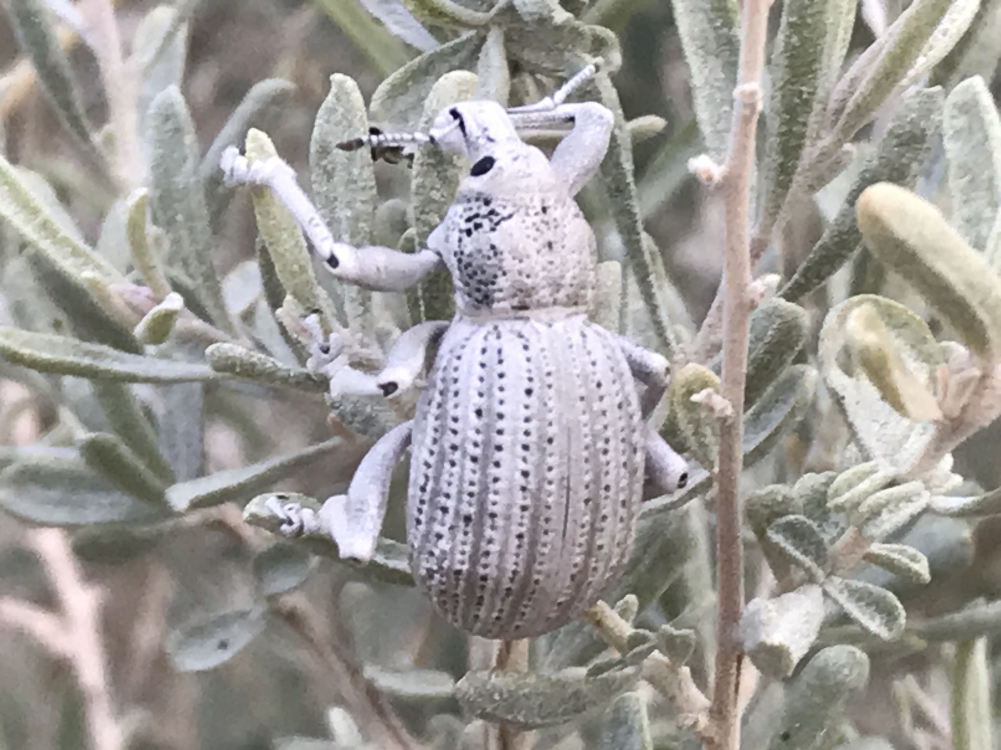 Ophryastes