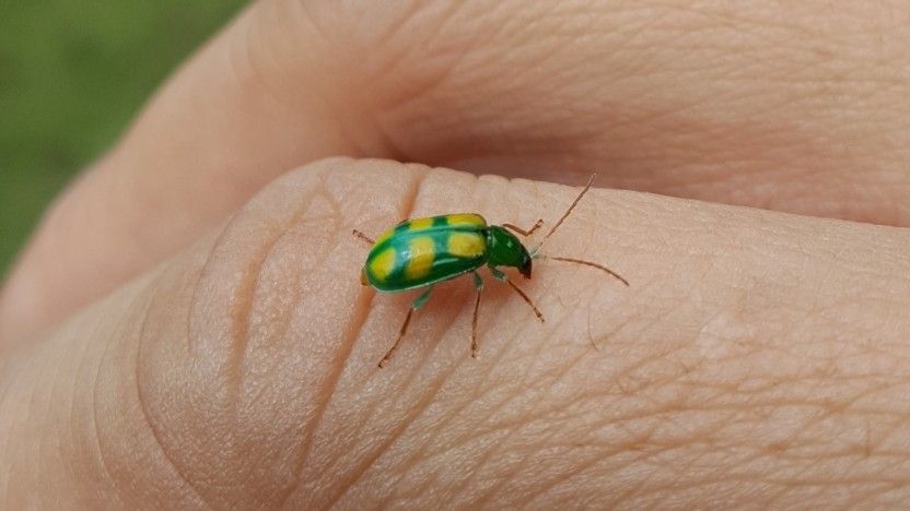 Diabrotica sexmaculata