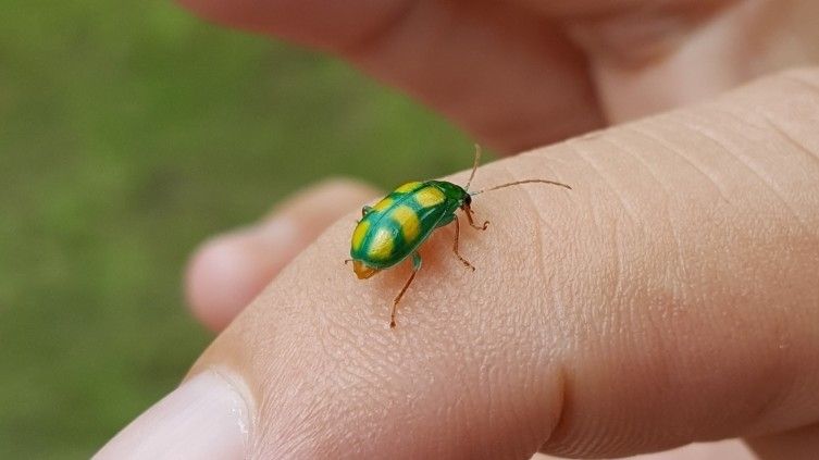 Diabrotica sexmaculata