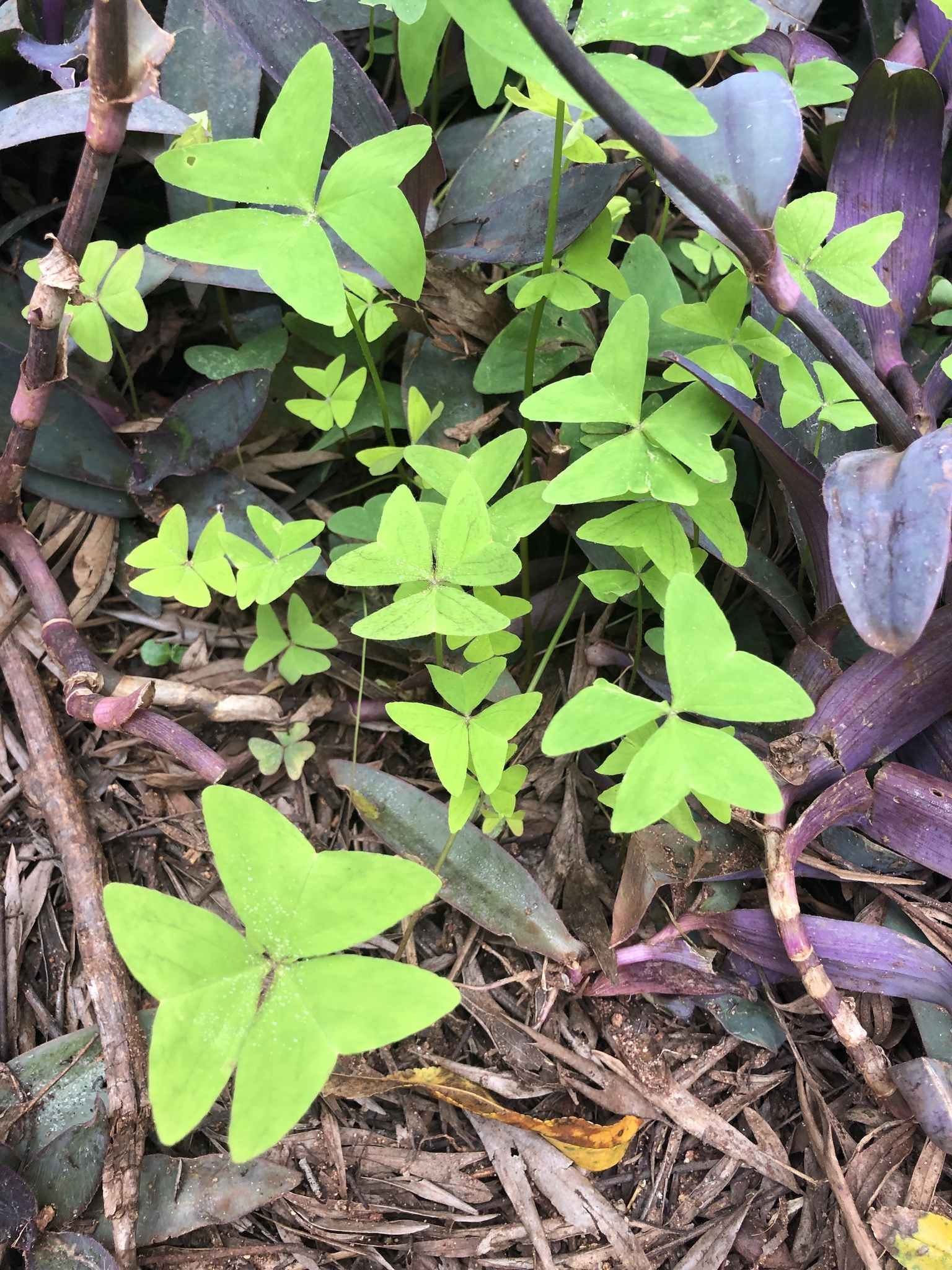 Oxalis latifolia