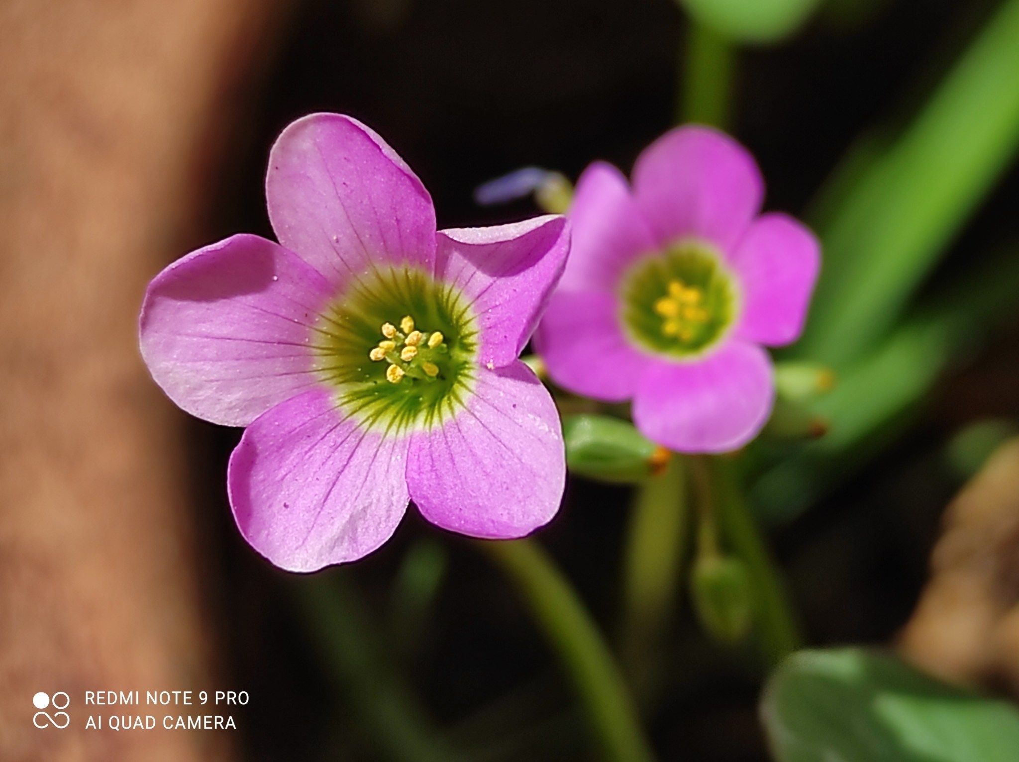 Oxalis latifolia