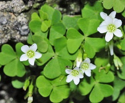 Oxalis latifolia
