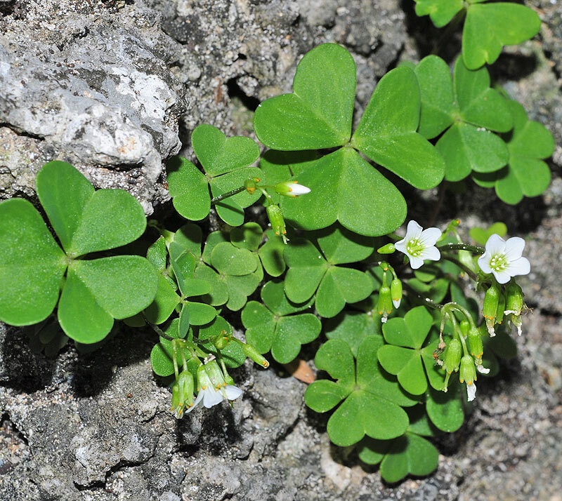 Oxalis latifolia