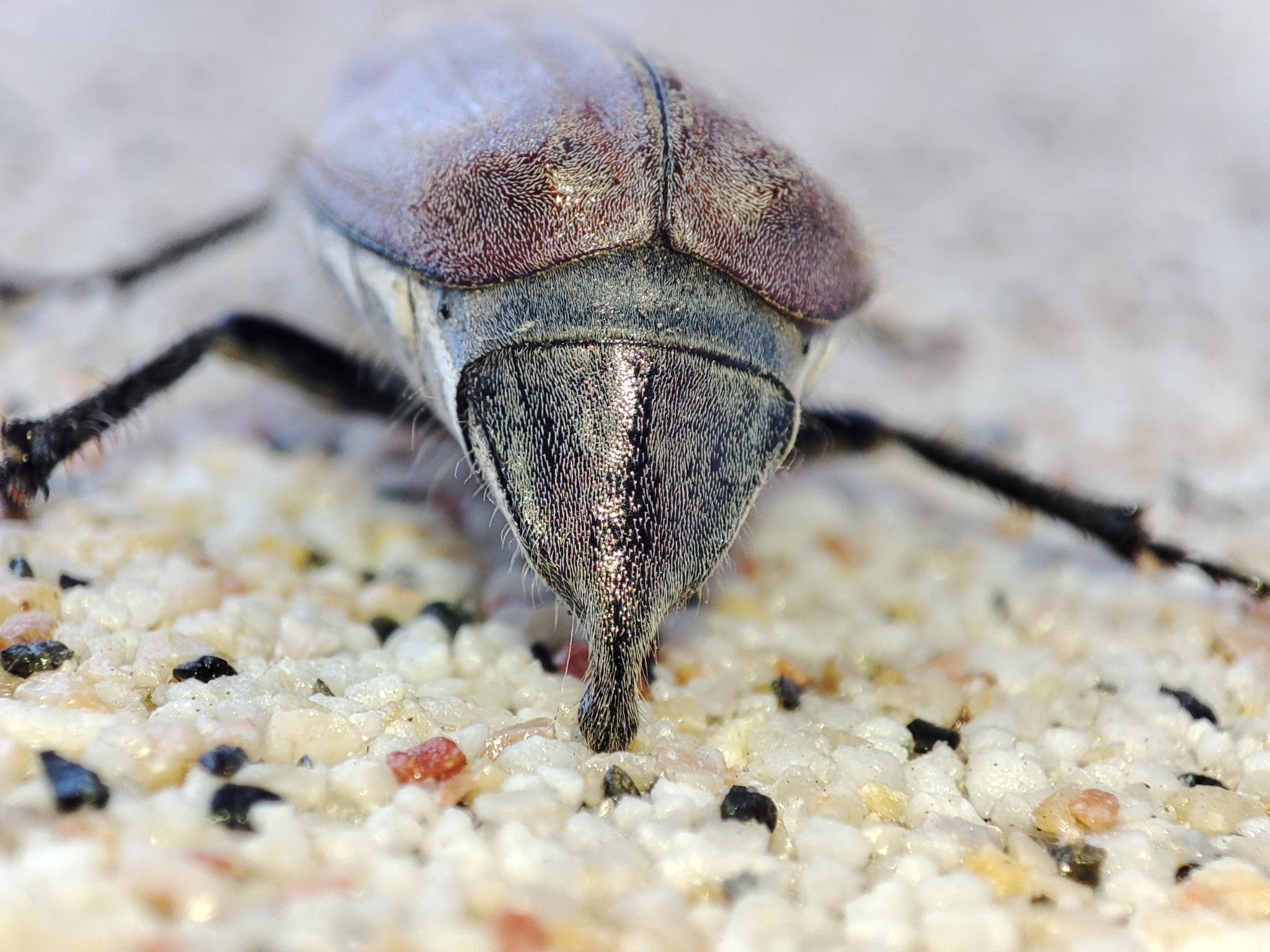 Melolontha hippocastani