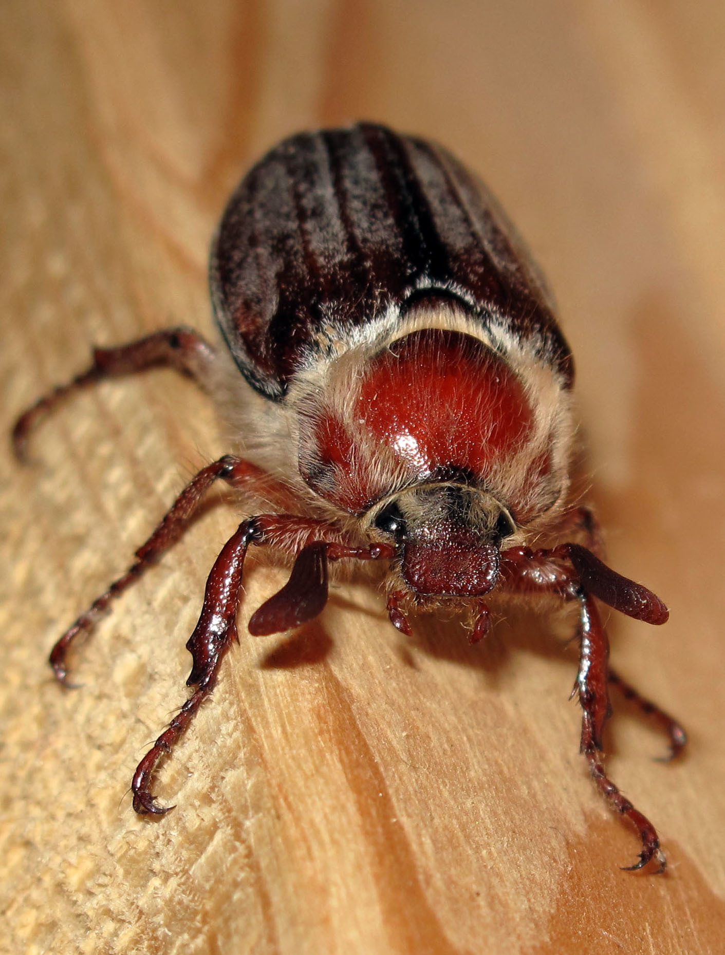 Melolontha hippocastani