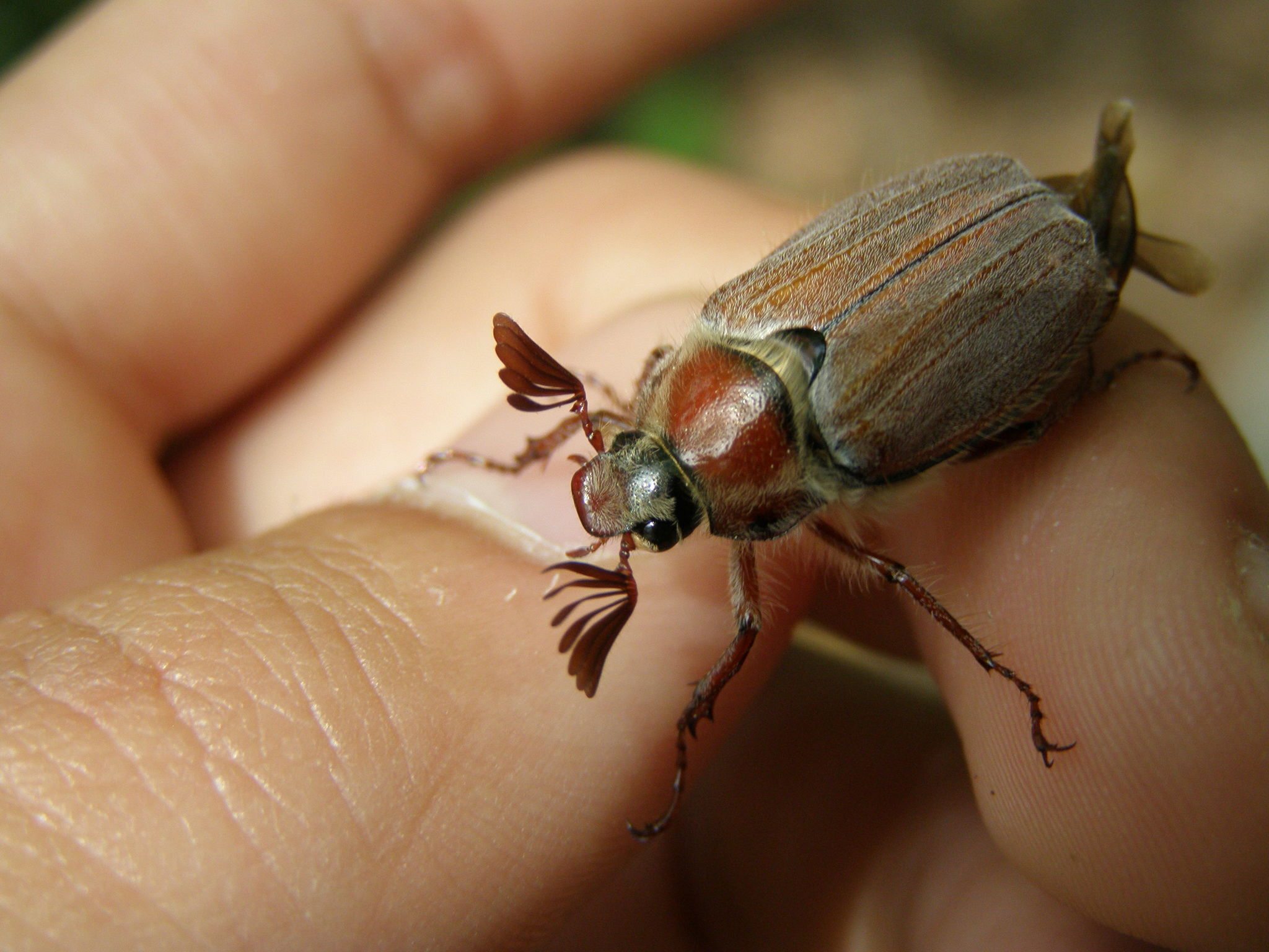 Melolontha hippocastani
