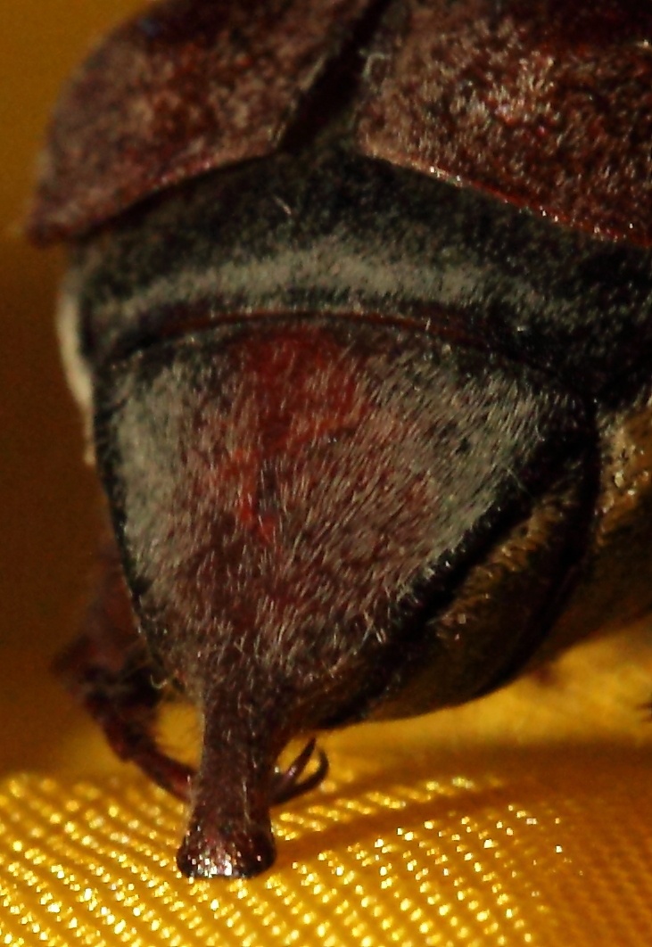 Melolontha hippocastani