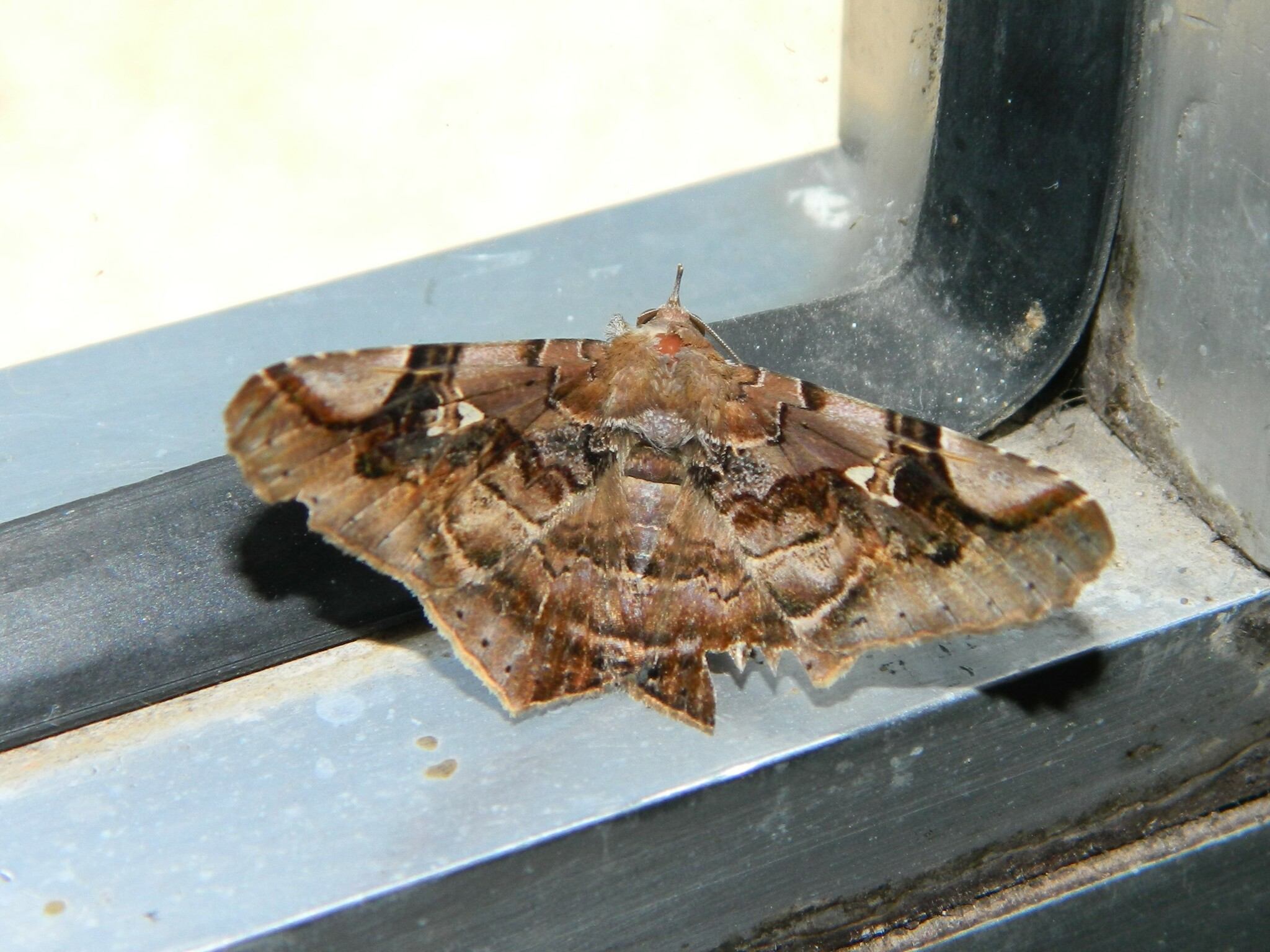 Euclystis