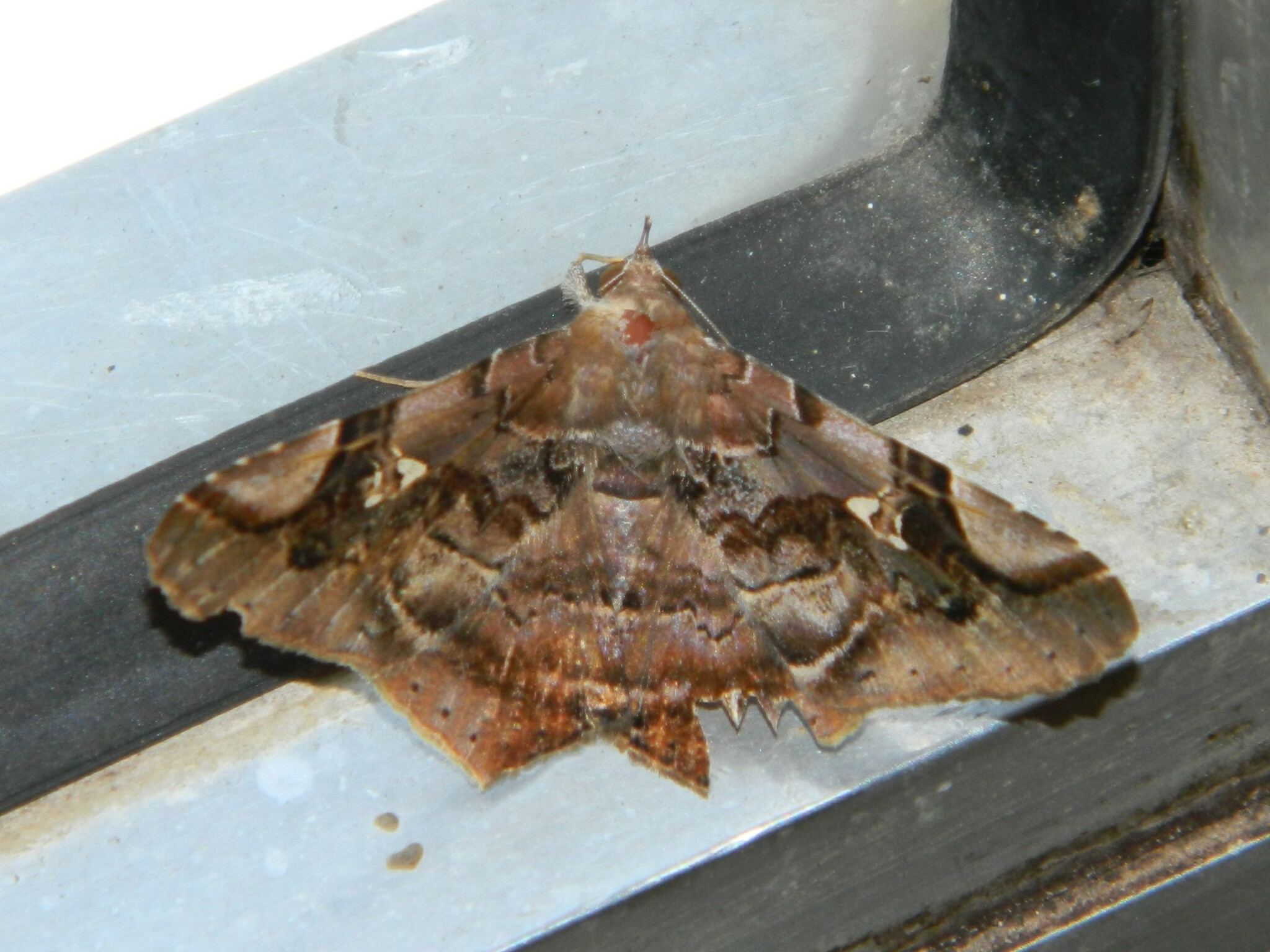 Euclystis