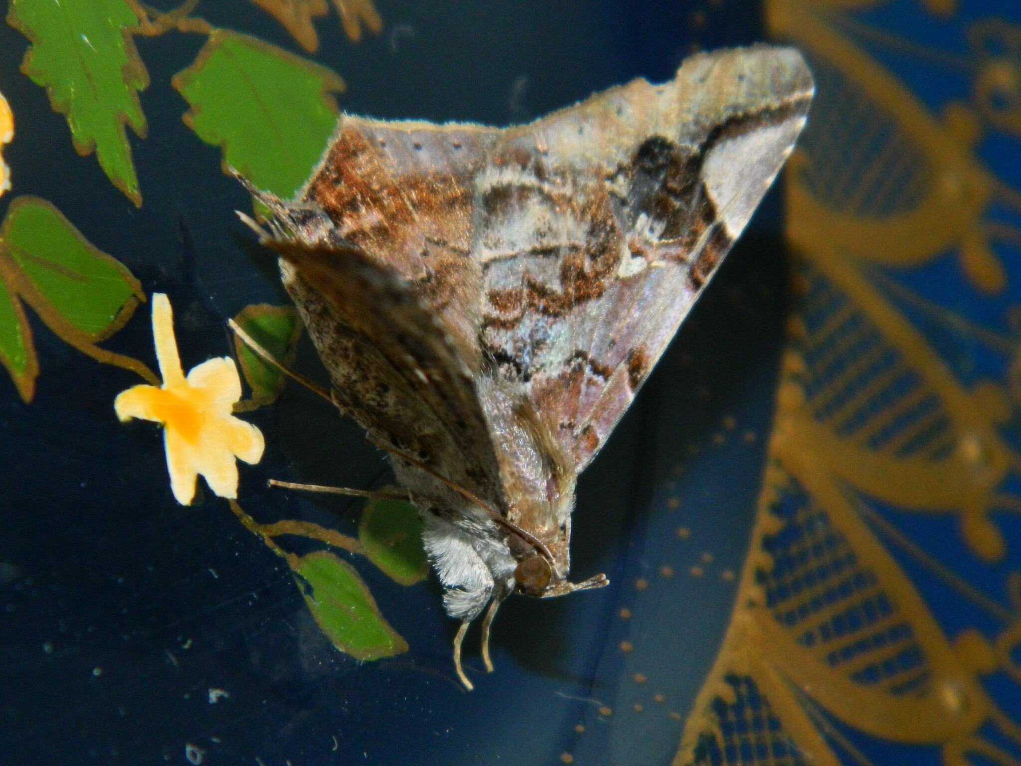 Euclystis