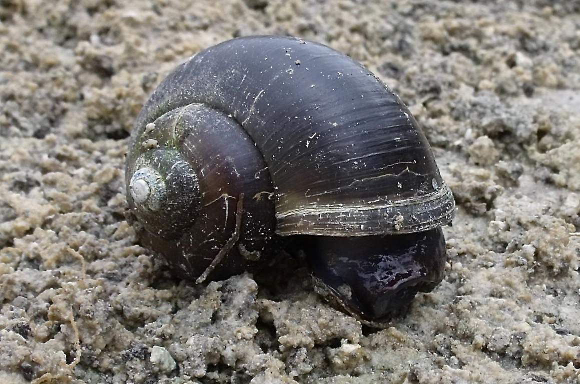 Pomacea paludosa