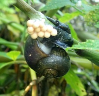 Pomacea paludosa