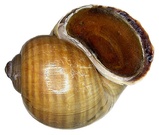 Pomacea paludosa