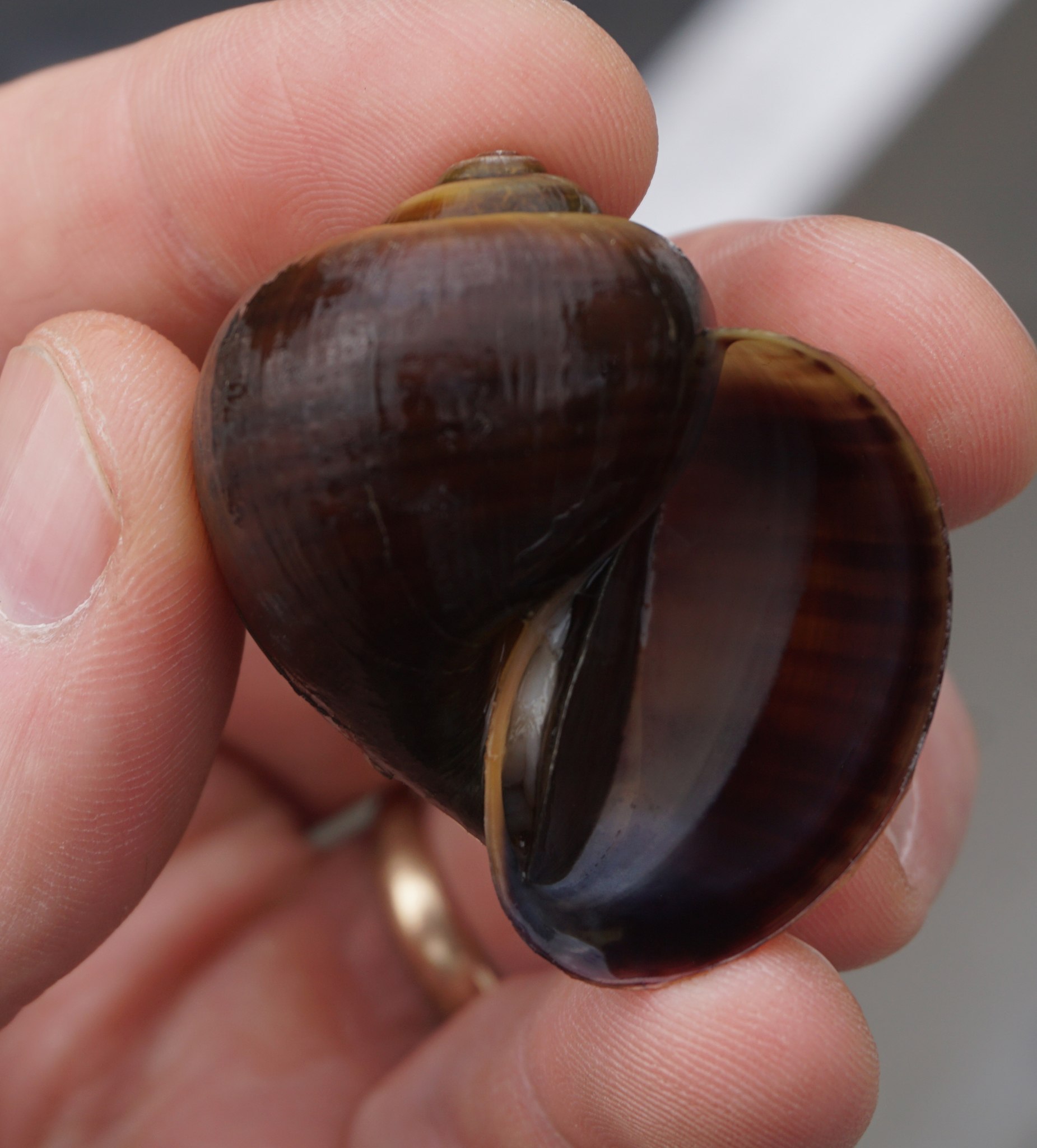 Pomacea paludosa
