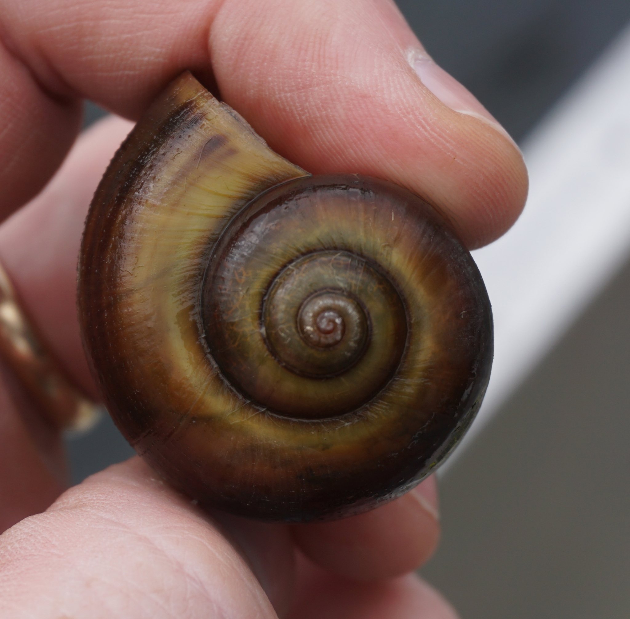 Pomacea paludosa