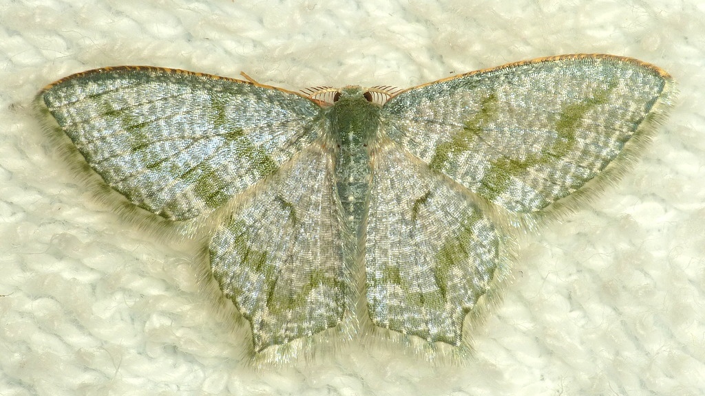 Gelasma