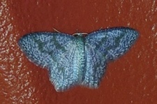 Gelasma