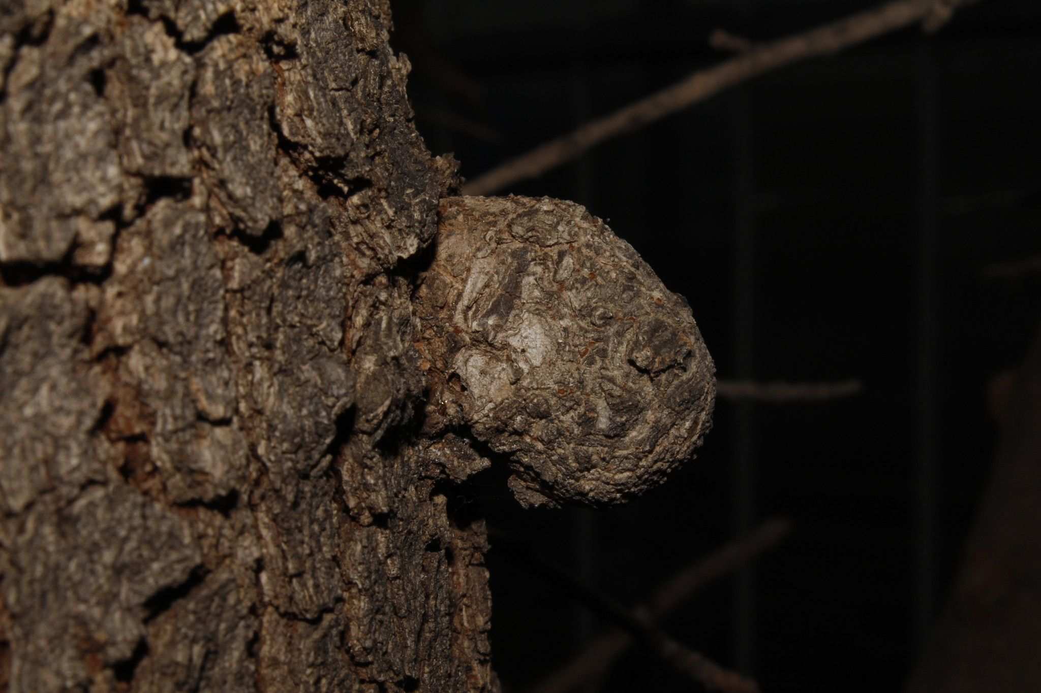 Cylindrocarpon
