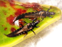 Gynaikothrips