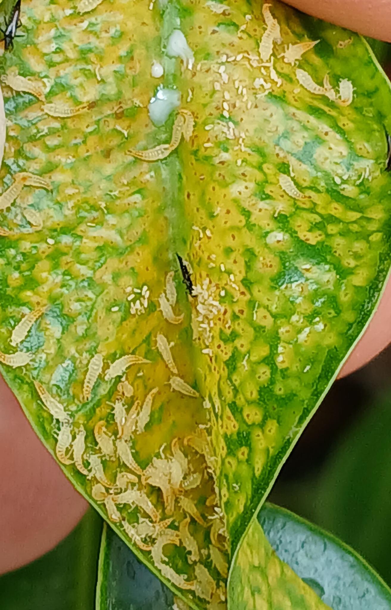 Gynaikothrips
