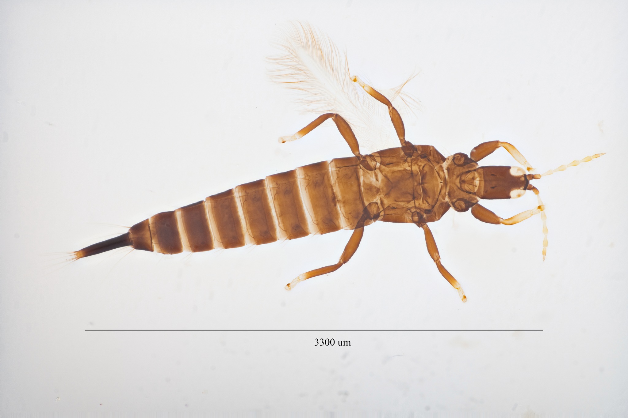 Gynaikothrips