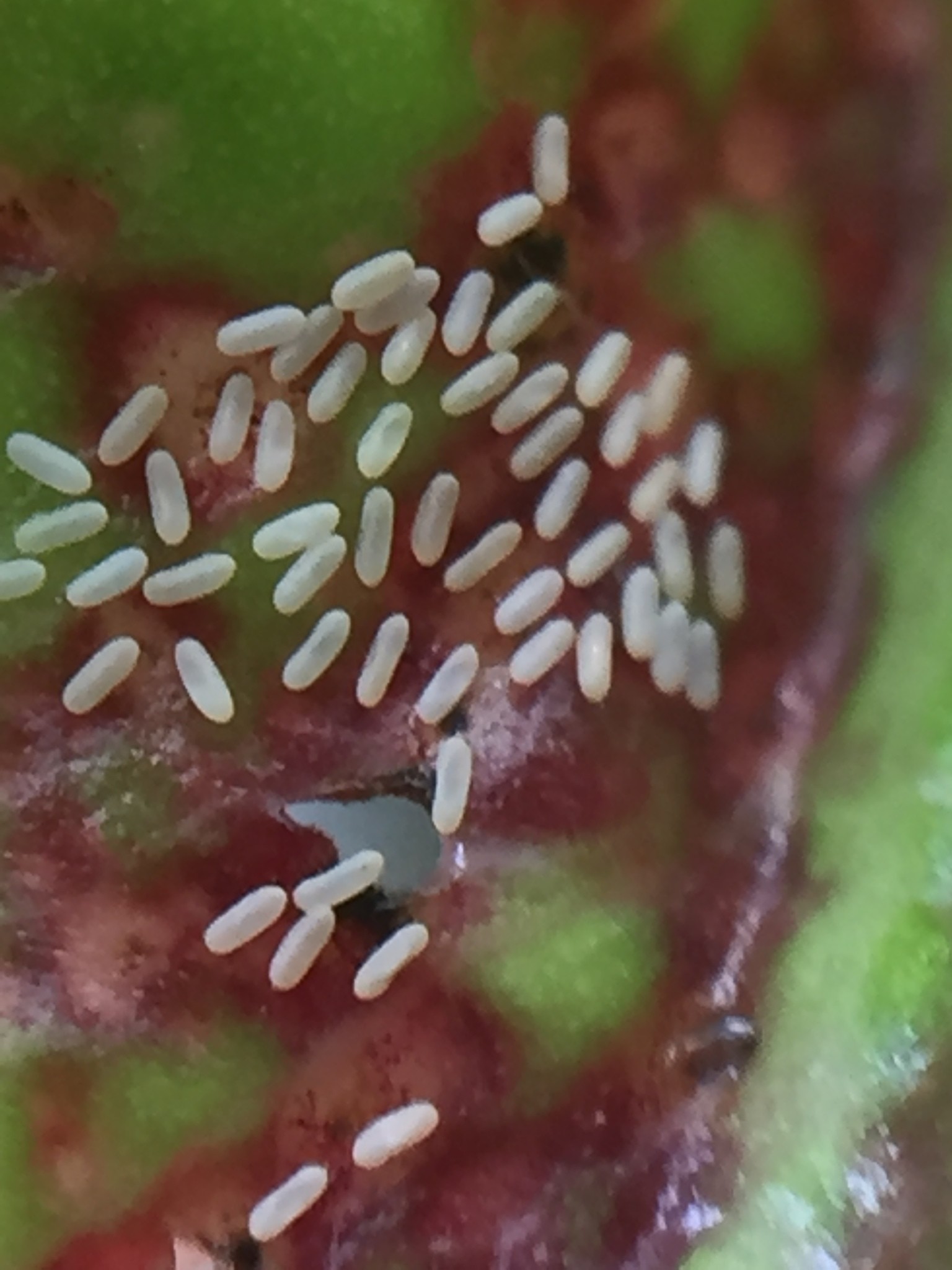 Gynaikothrips