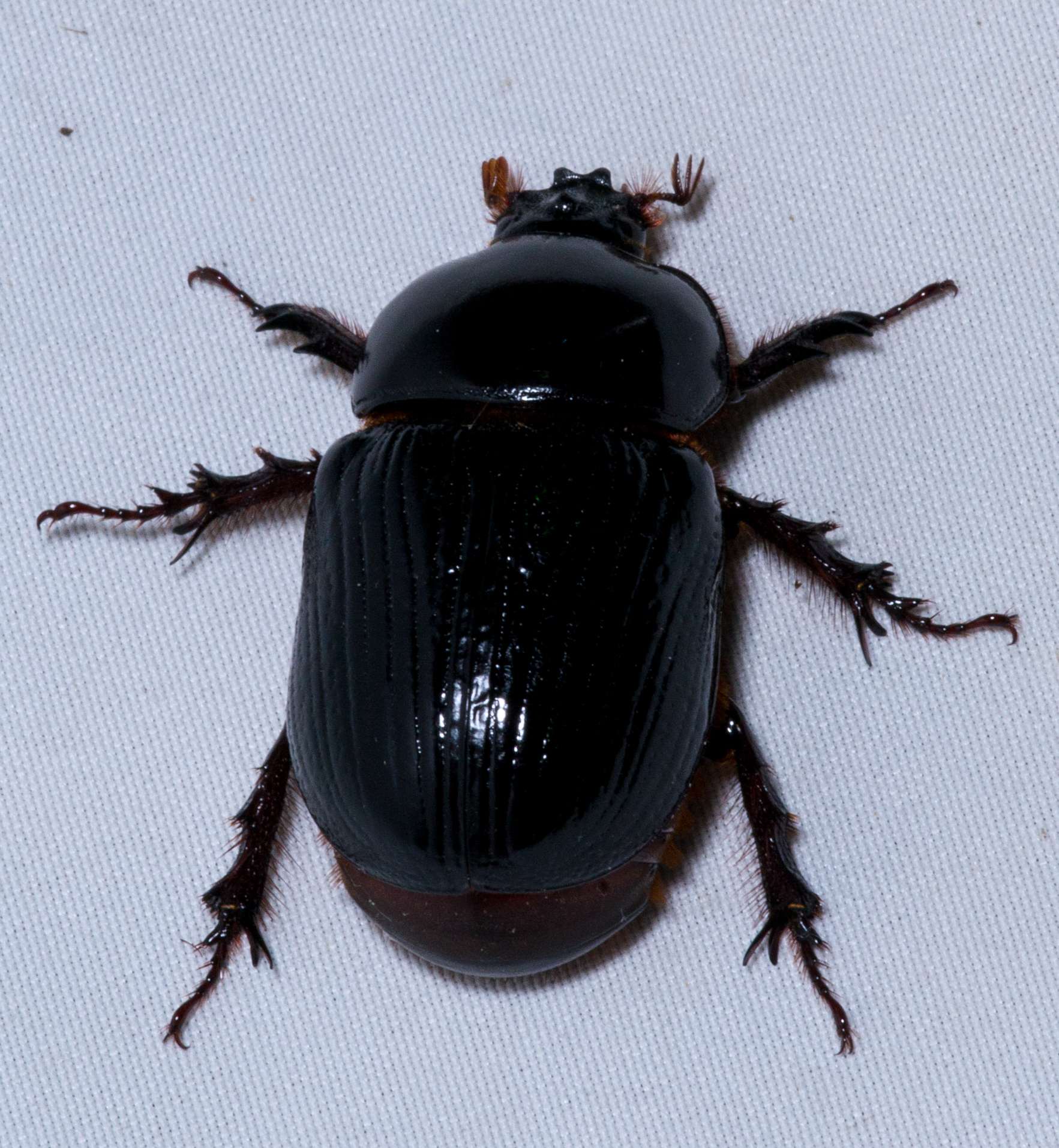Xyloryctes