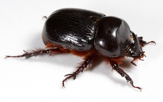 Xyloryctes