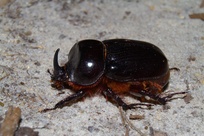 Xyloryctes
