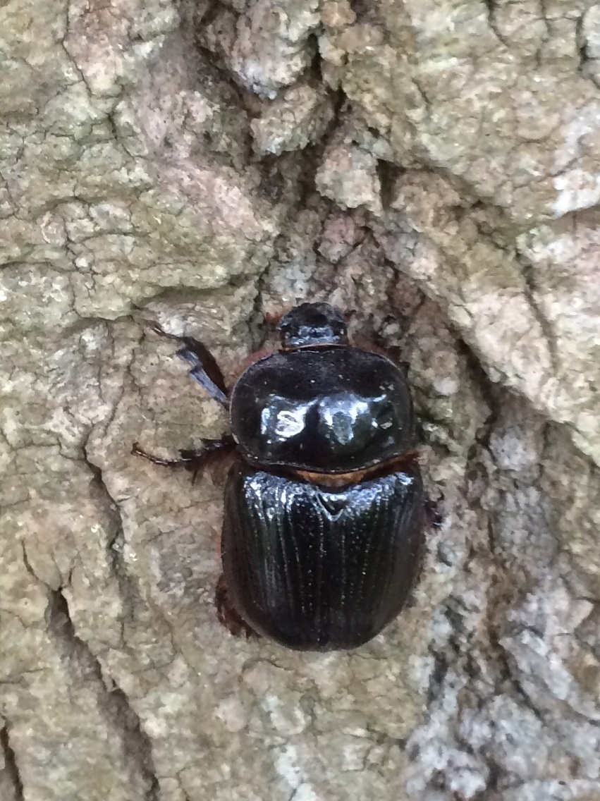 Xyloryctes