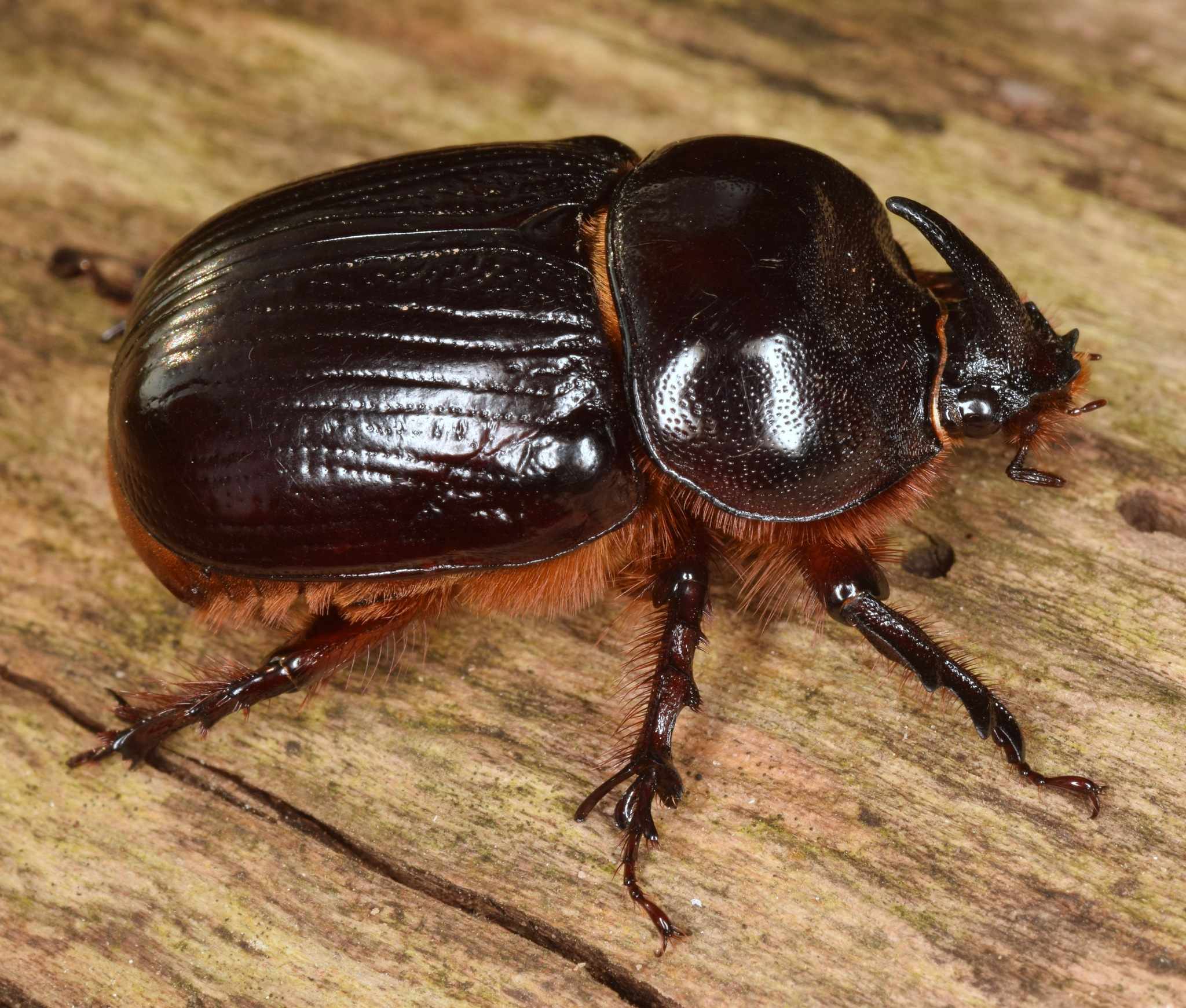 Xyloryctes