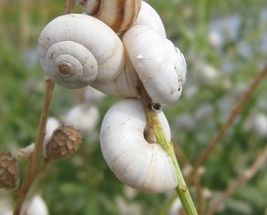 Xeropicta derbentina