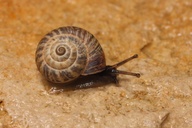 Cernuella cisalpina