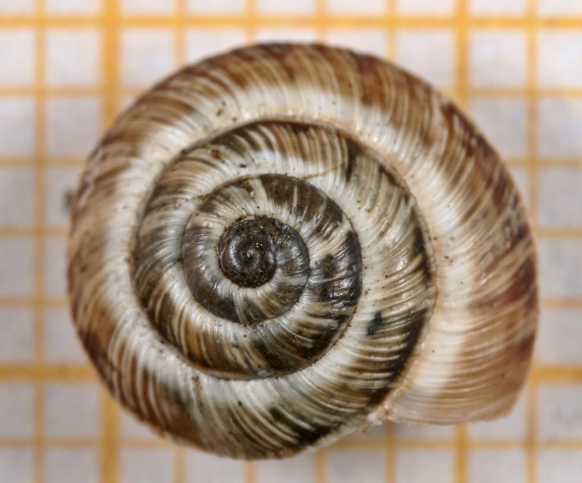 Cernuella cisalpina