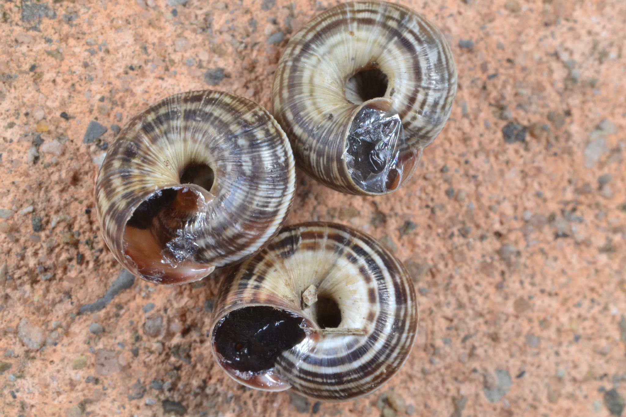 Cernuella cisalpina