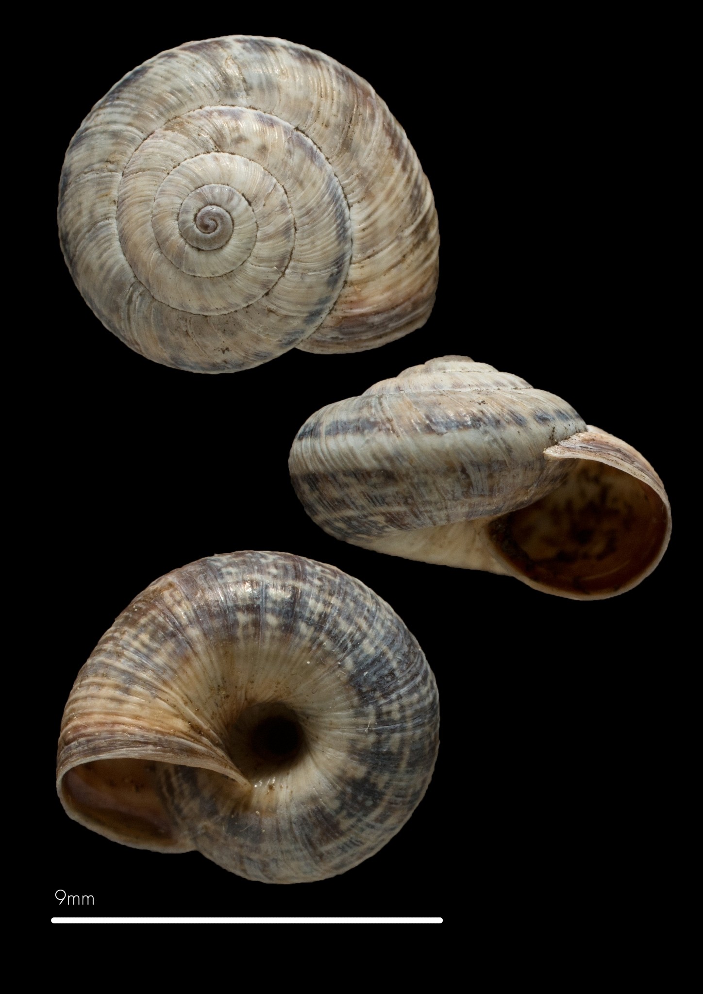 Cernuella cisalpina