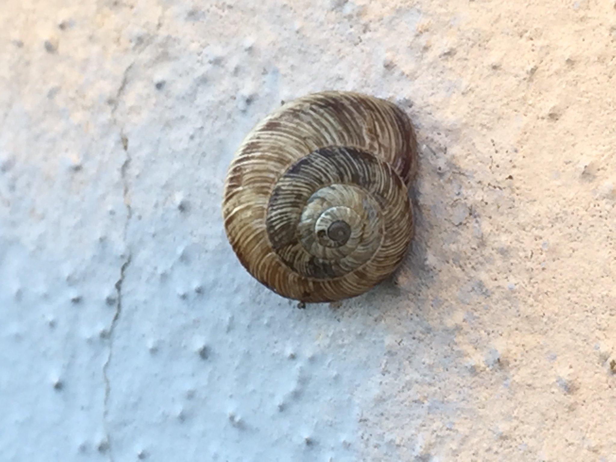 Cernuella cisalpina