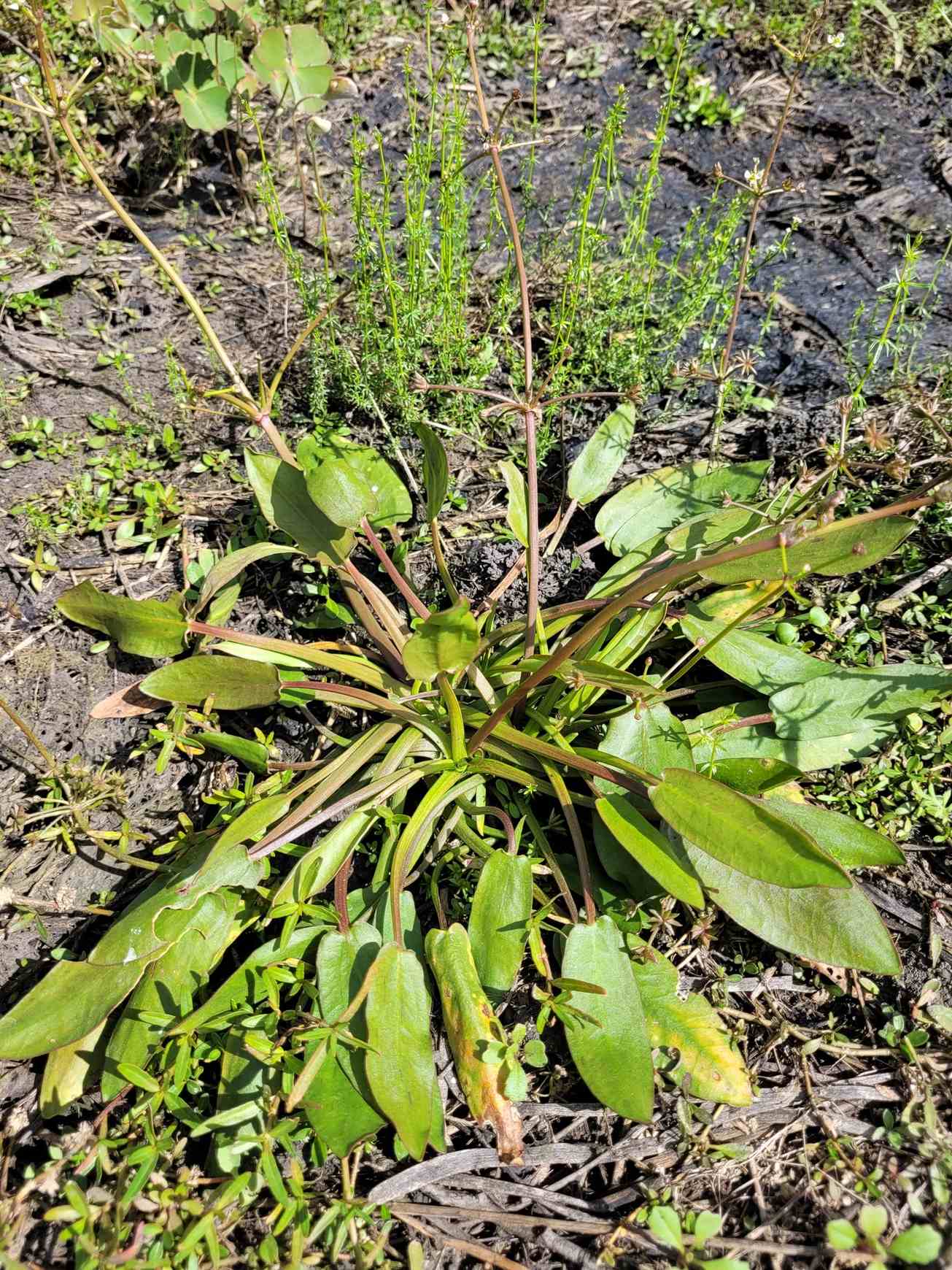 Damasonium minus